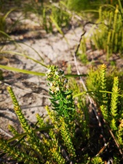 Aspidoglossum heterophyllum
