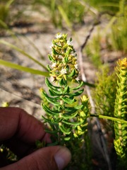 Aspidoglossum heterophyllum