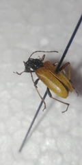 Acmaeops marginata