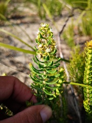 Aspidoglossum heterophyllum