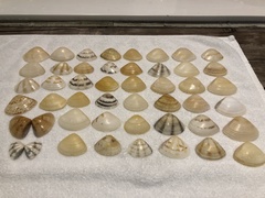 Macridiscus aequilatera