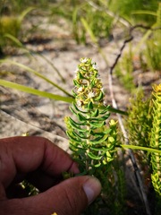 Aspidoglossum heterophyllum
