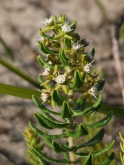 Aspidoglossum heterophyllum