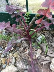 Sonchus