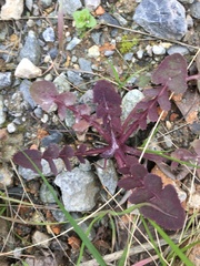 Sonchus