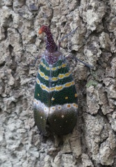 Pyrops karenius
