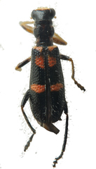 Lemidia bella