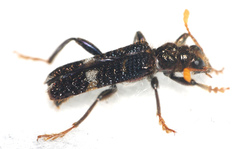 Scrobiger splendidus