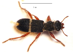 Lemidia accincta