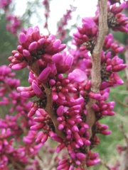 Cercis siliquastrum