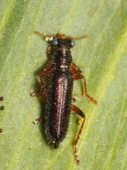 Lemidia subaenea