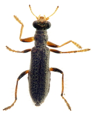 Lemidia subaenea
