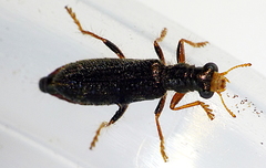 Lemidia subaenea