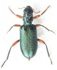 Phlogistus cribratus