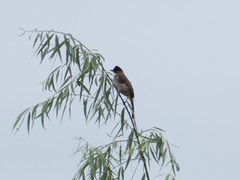 Pycnonotus xanthorrhous