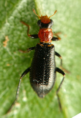 Hydnocerinae
