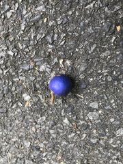 Elaeocarpus angustifolius