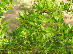 Rhamnus oleoides