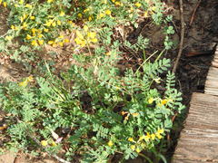 Hippocrepis