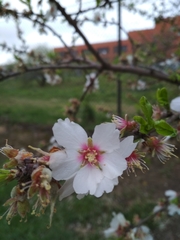 Prunus amygdalus
