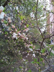 Prunus amygdalus