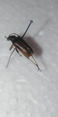Acmaeops marginata