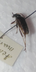 Acmaeops marginata