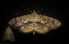 Haritalodes obliqualis