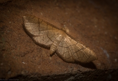 Hypolamprus ypsilon