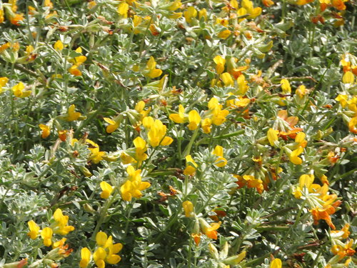 Kreta-Hornklee
