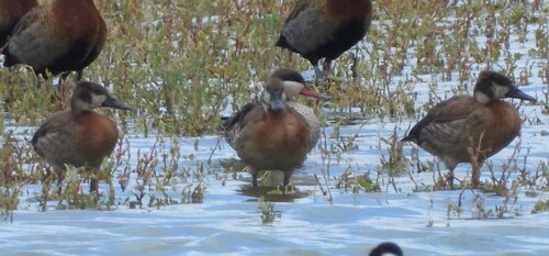 iNaturalist: (c) Joshua Almansa, some rights reserved (CC BY-NC), uploaded by Joshua Almansa iNaturalist image