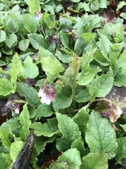 Symphytum × hidcotense