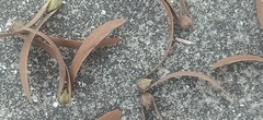 Hopea odorata
