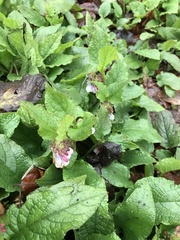 Symphytum × hidcotense