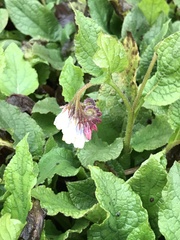 Symphytum × hidcotense