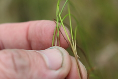 Eleocharis gracilis