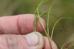 Eleocharis gracilis