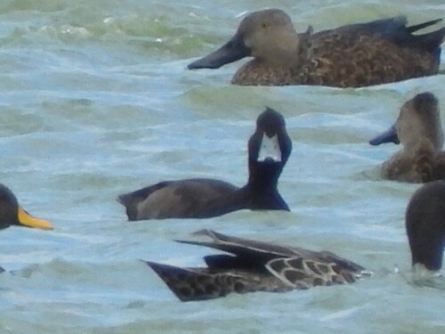 iNaturalist image