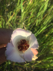 Calochortus catalinae