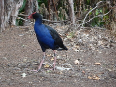 Porphyrio melanotus melanotus