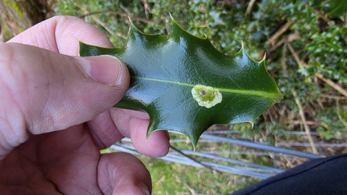 Unknown species found near Snohomish County, US-WA, US
