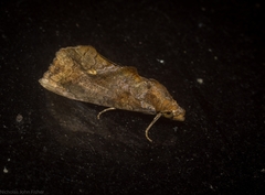 Plusiodonta arctipennis