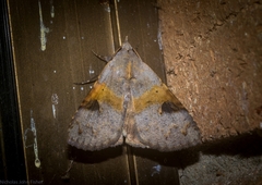 Avatha discolor