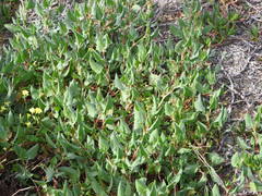 Rumex roseus