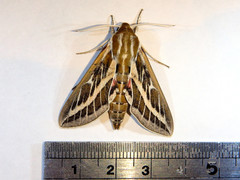 Hyles livornicoides