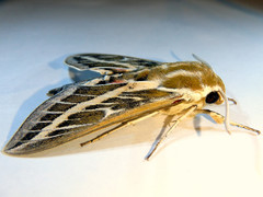 Hyles livornicoides