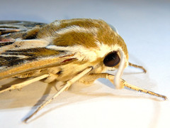 Hyles livornicoides