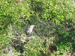Ardea cinerea