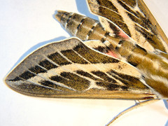 Hyles livornicoides
