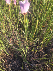 Calochortus catalinae